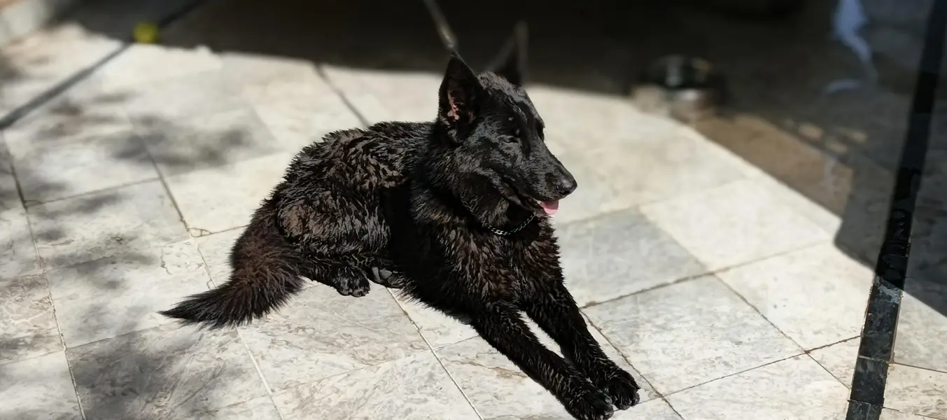 Black shepherd non pedigree — photo 4