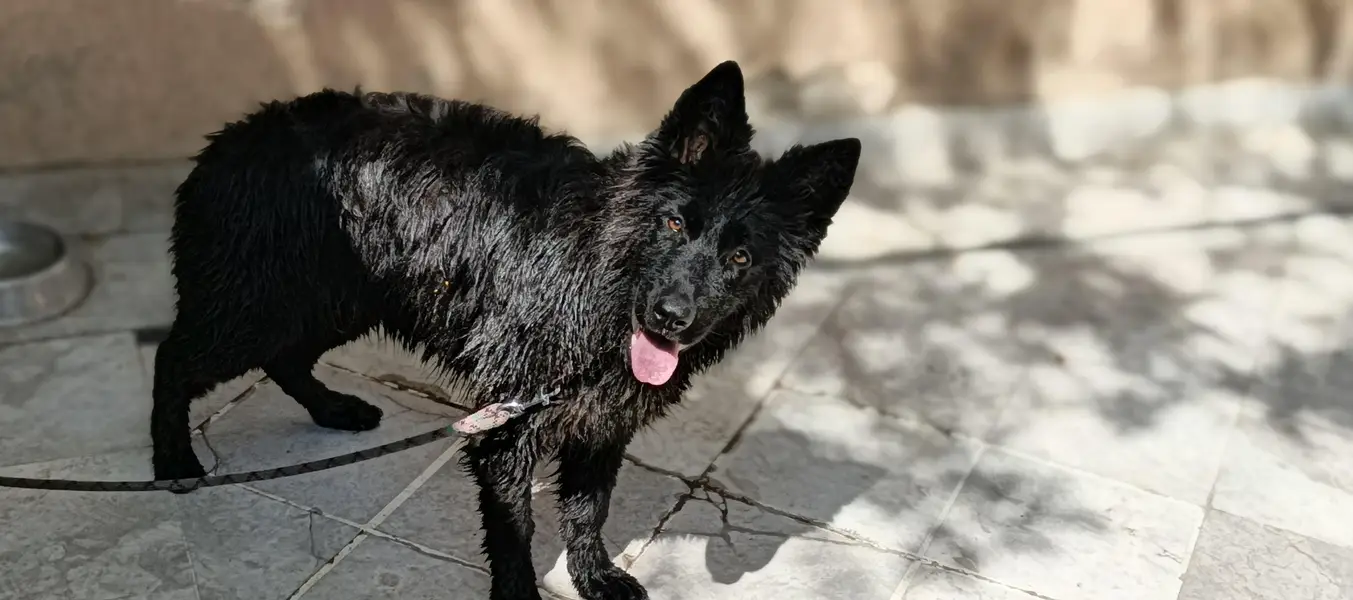 Black shepherd non pedigree — photo 5