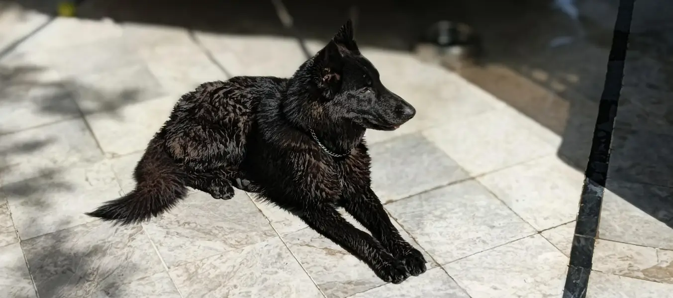 Black shepherd non pedigree — photo 6