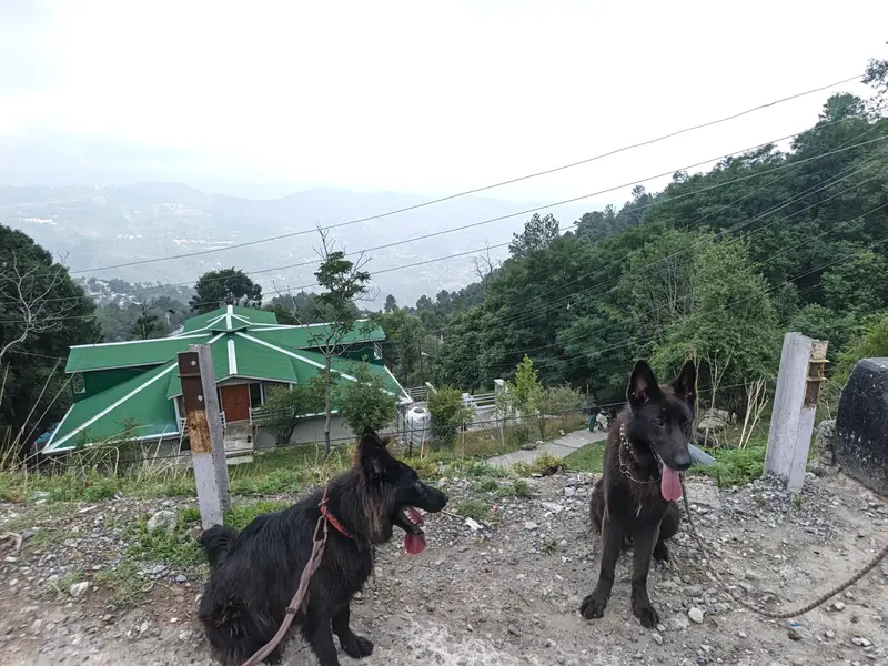 Black shepherd non pedigree — photo 7