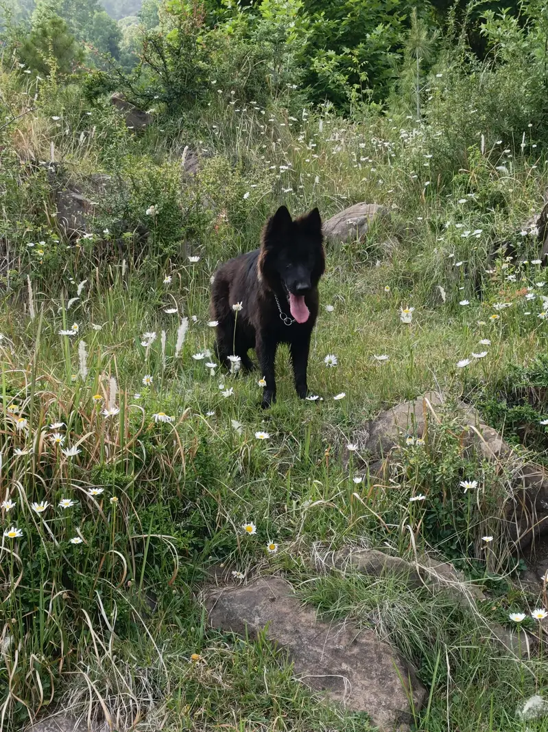 Black shepherd non pedigree — photo 8