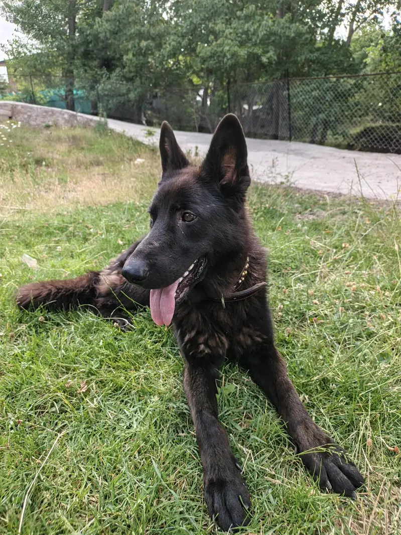 Black shepherd non pedigree — photo 9