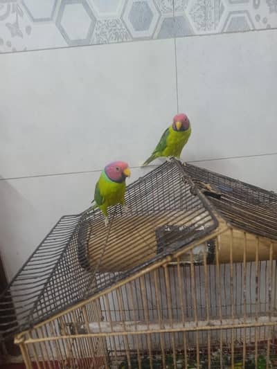 Kashmiri Plum headed parrots|Adult males|2 pieces|Rs:14000 both