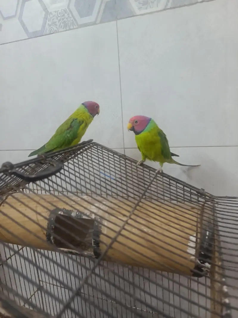 Kashmiri Plum headed parrots|Adult males|2 pieces|Rs:12000 both — photo 2