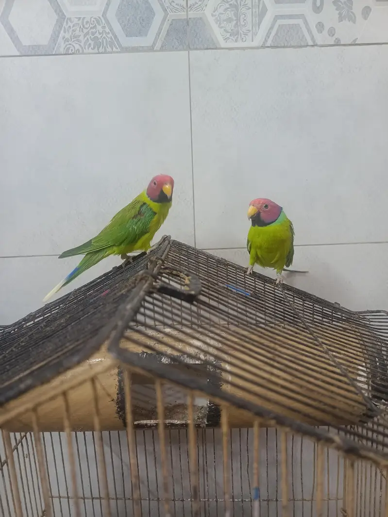 Kashmiri Plum headed parrots|Adult males|2 pieces|Rs:12000 both — photo 3