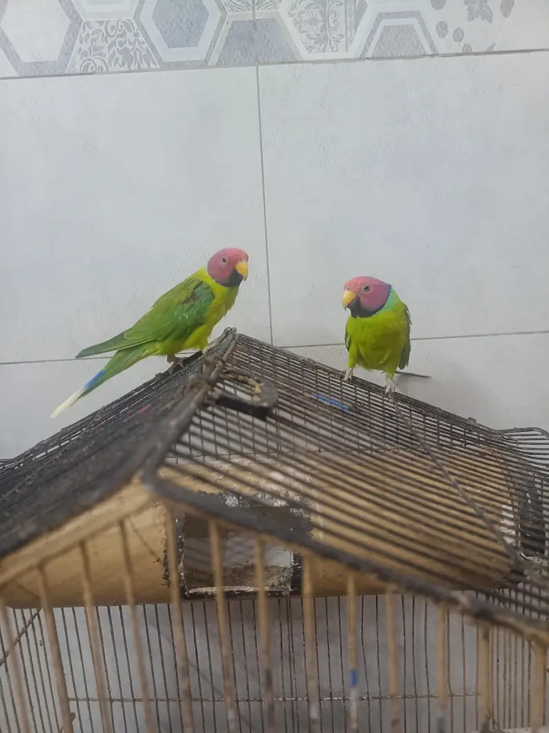 Kashmiri Plum headed parrots|Adult males|2 pieces|Rs:12000 both — photo 4