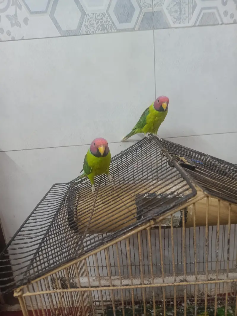 Kashmiri Plum headed parrots|Adult males|2 pieces|Rs:12000 both — photo 5