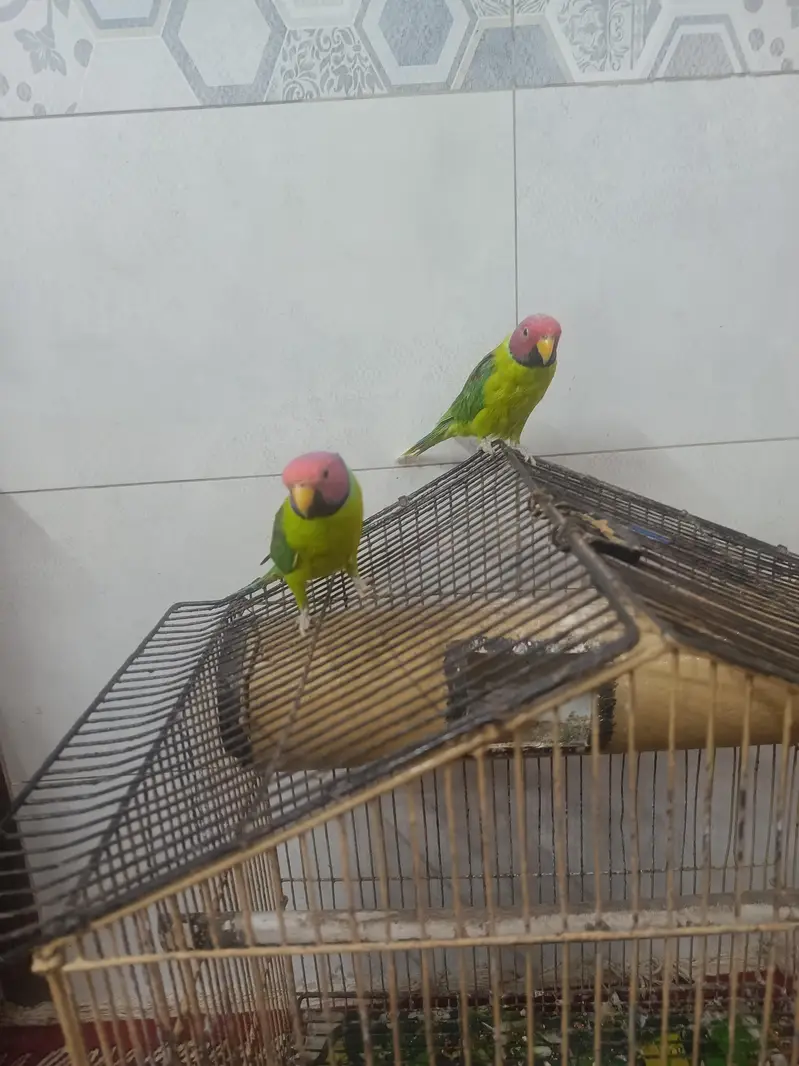 Kashmiri Plum headed parrots|Adult males|2 pieces|Rs:12000 both — photo 6