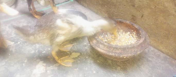 Healthy and Activ 5 Ducks urjant sail kerni ha