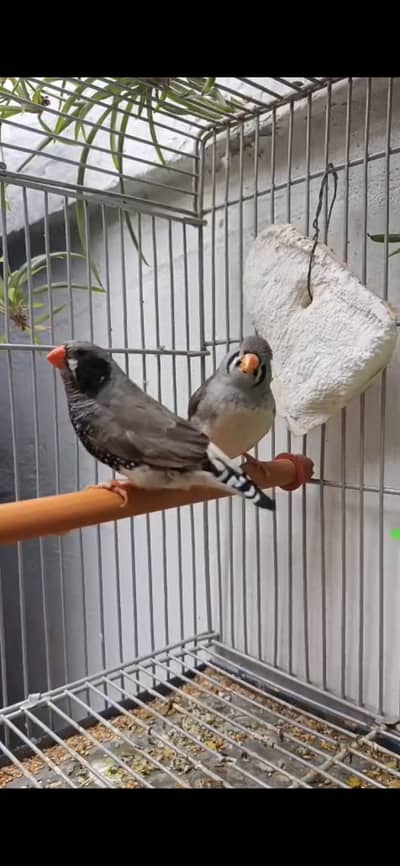 Zeebra Finch Pair