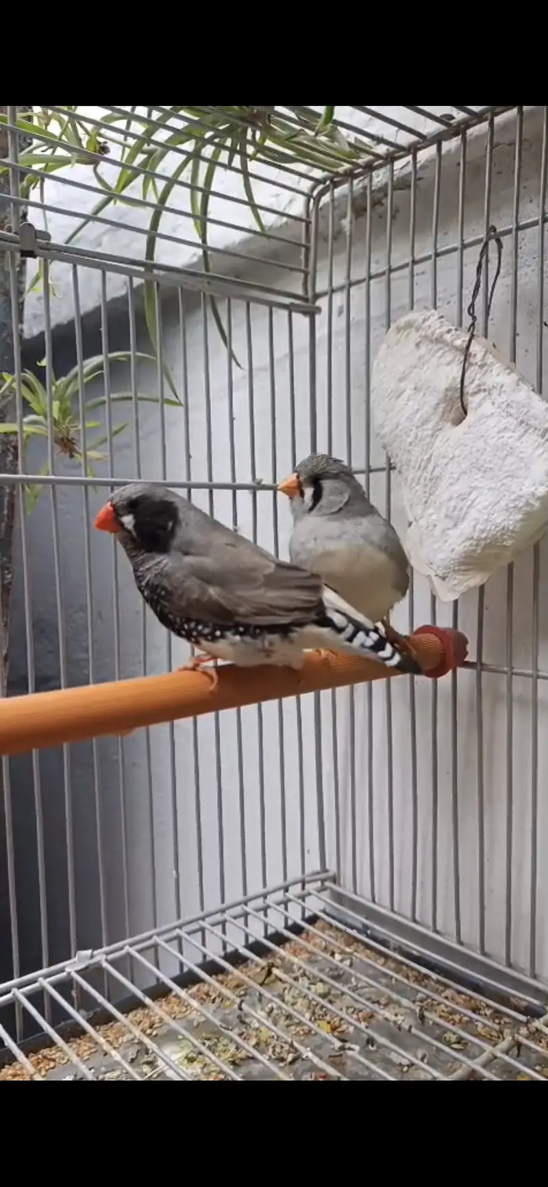 Zeebra Finch Pair — photo 2