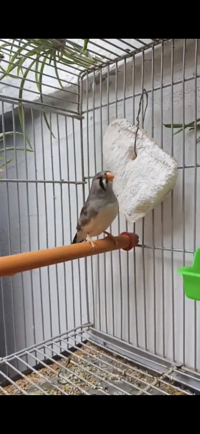 Zeebra Finch Pair — photo 3
