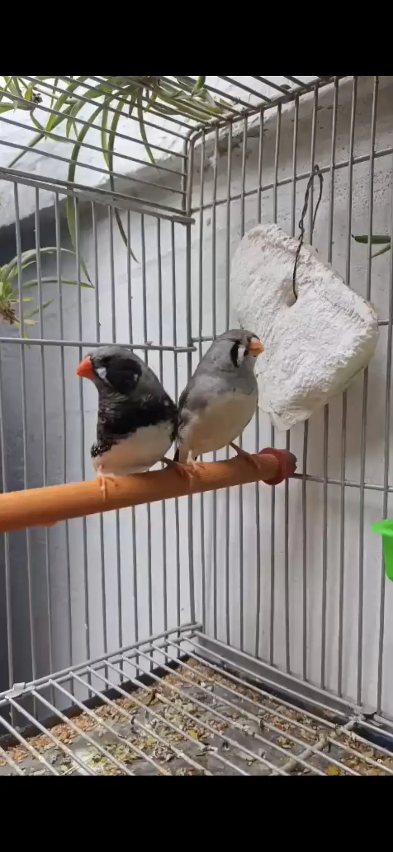 Zeebra Finch Pair — photo 4