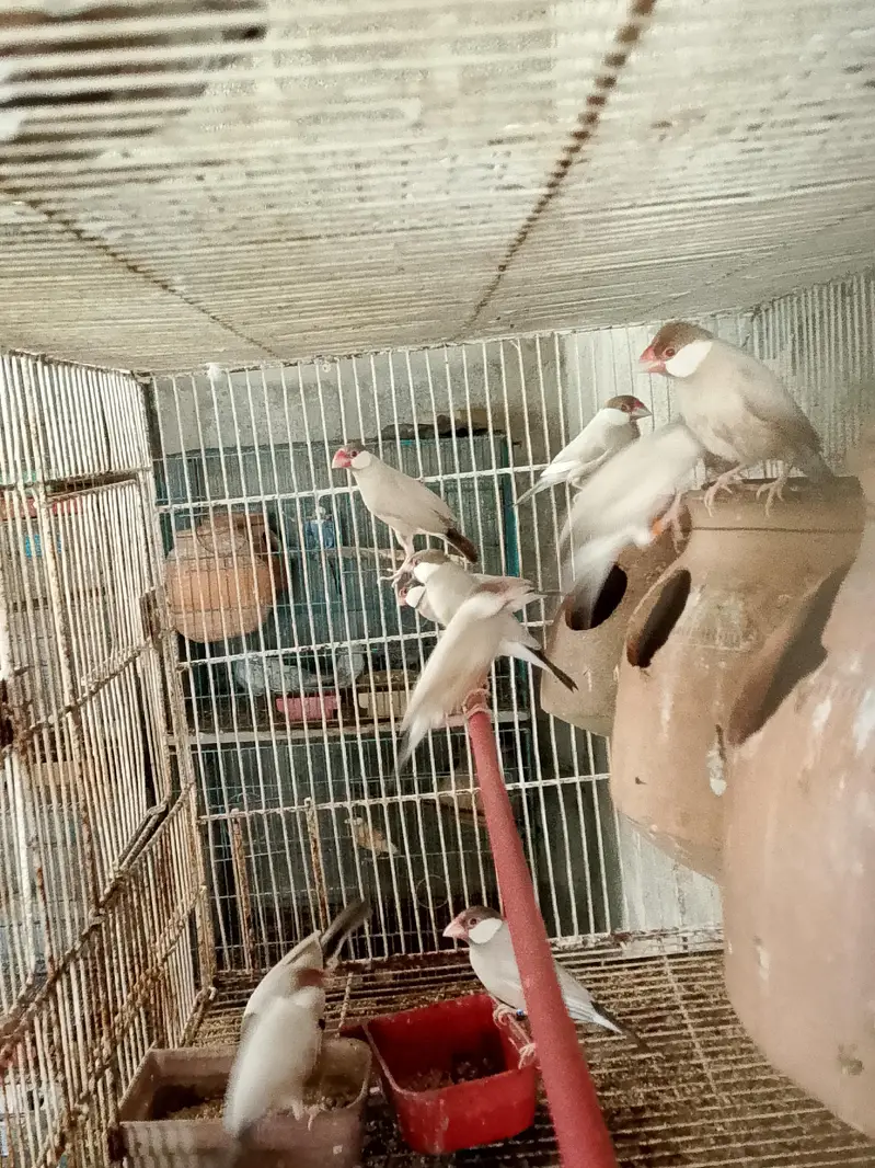 finch aur fawn jawa — photo 4