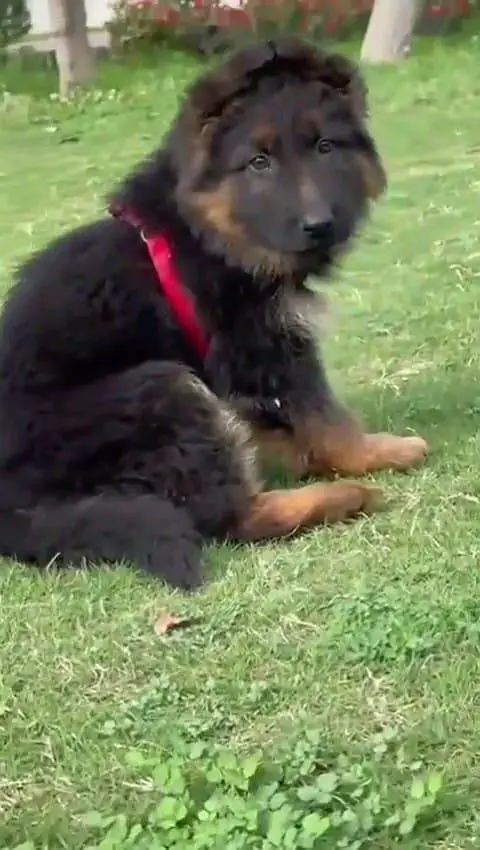 German Shepherd dog for sale male my WhatsApp33/73/76/39/17 — photo 2