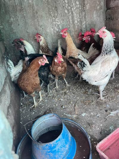 ando wali murghiya or pathiya ha avaliable ha for sale