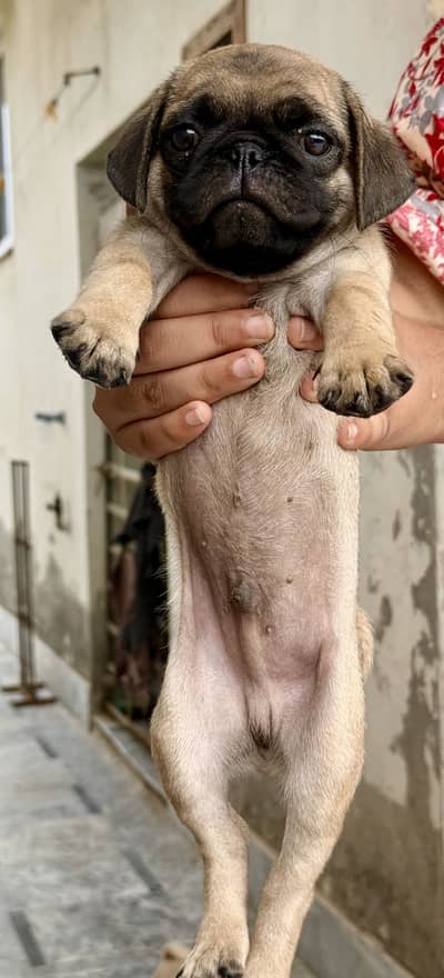 Pug for sale