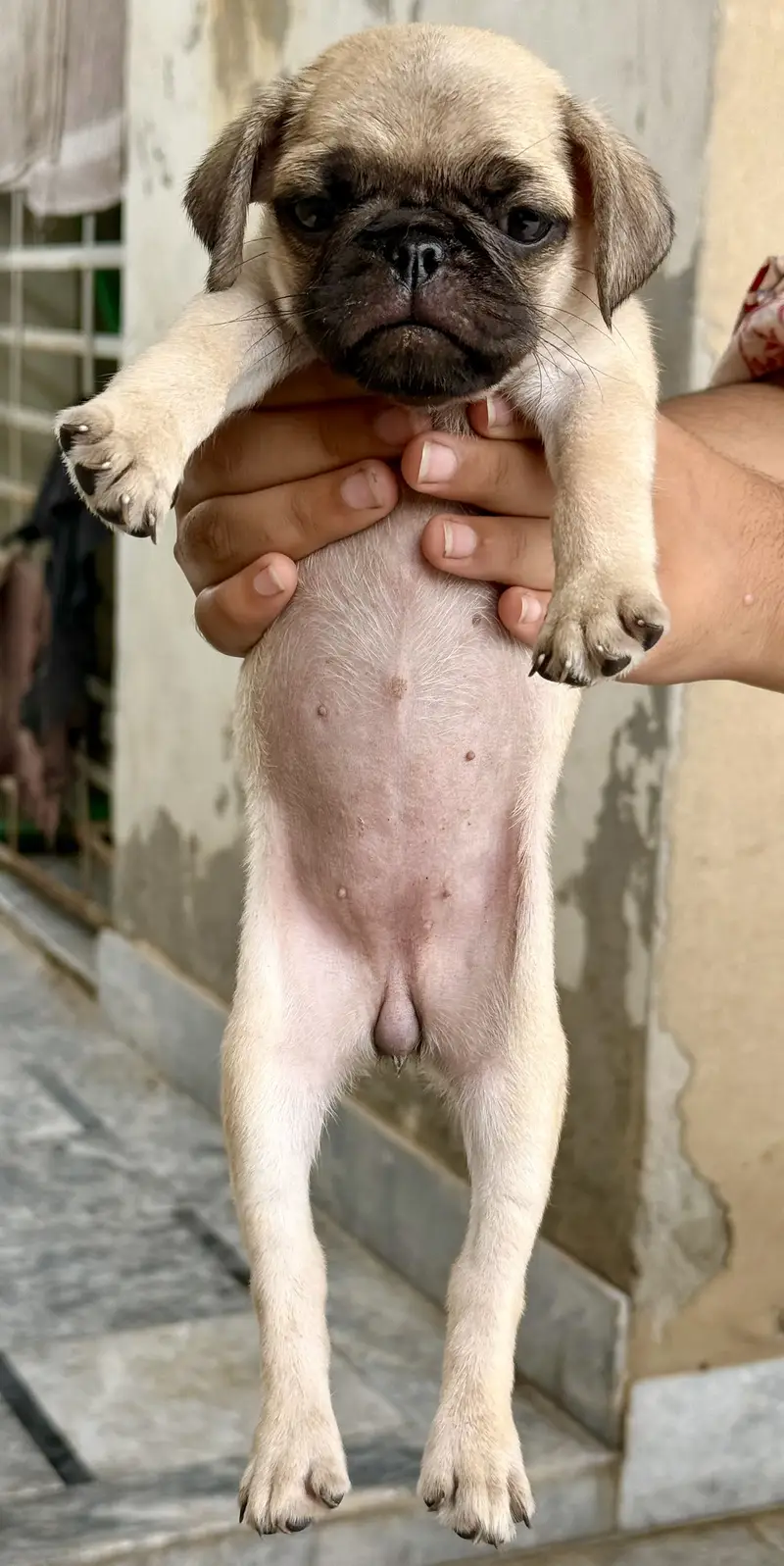 Pug for sale — photo 2