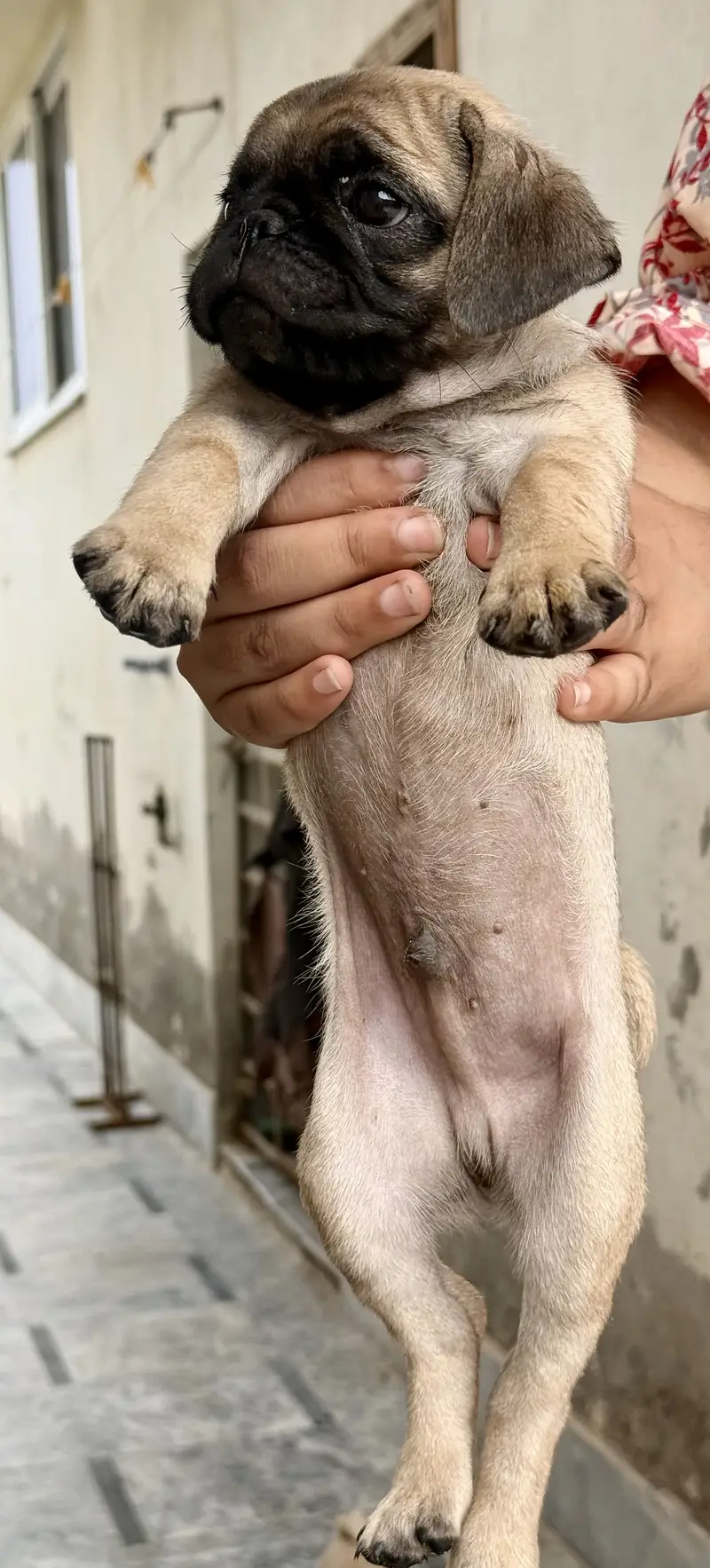 Pug for sale — photo 3