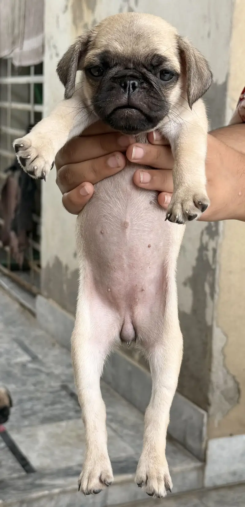 Pug for sale — photo 4
