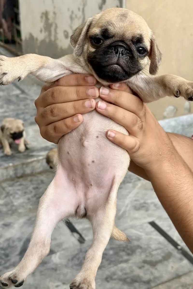 Pug for sale — photo 5