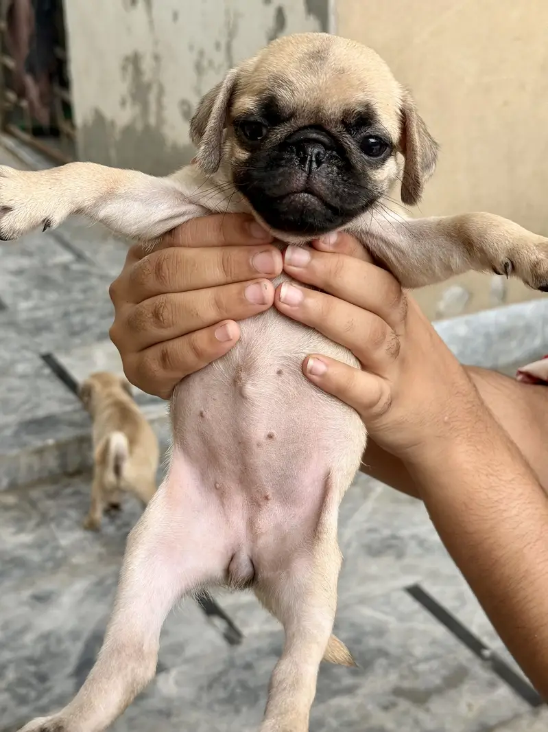 Pug for sale — photo 6