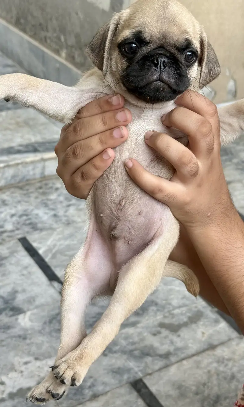 Pug for sale — photo 7