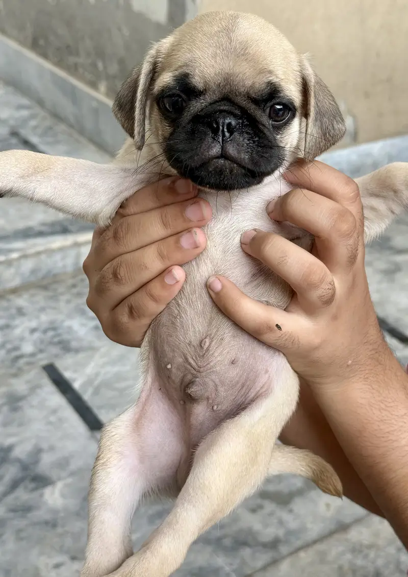 Pug for sale — photo 8