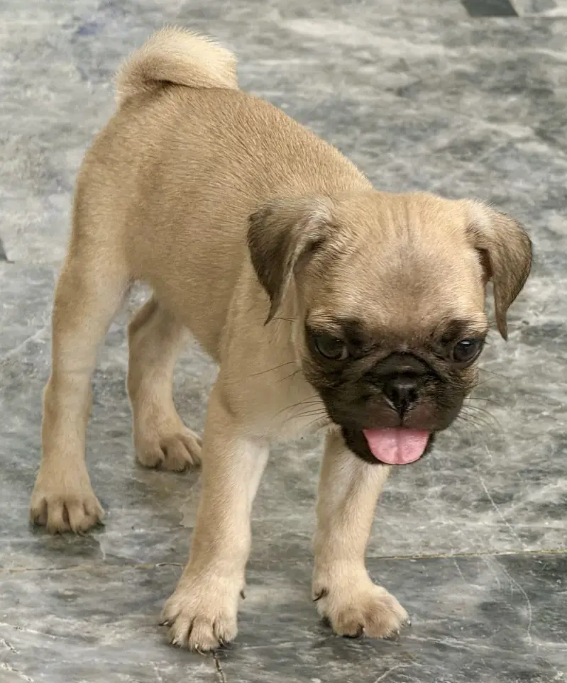 Pug for sale — photo 9
