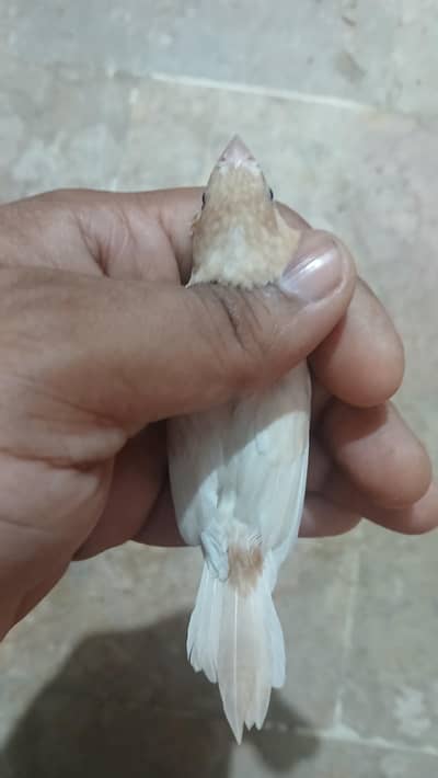 Bangalese finch Male