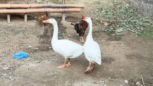 ducks pair for sale