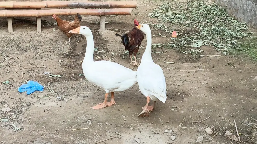 arjat for sale ducks pair for sale — photo 3