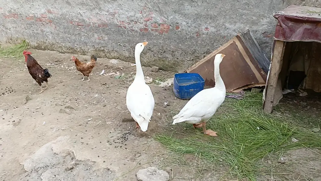 arjat for sale ducks pair for sale — photo 4