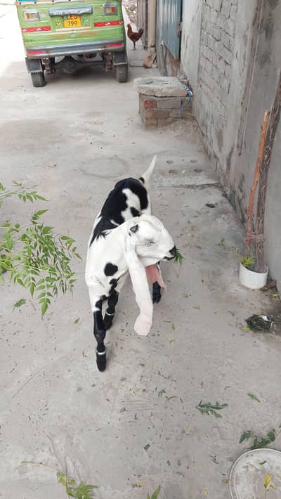 pure breder bkra for sale rabta 03058763622