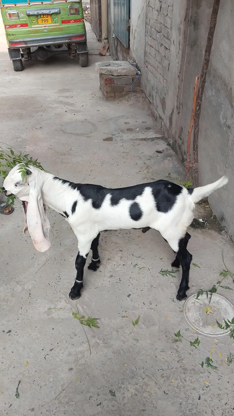 pure breder bkra for sale rabta 03058763622 — photo 3