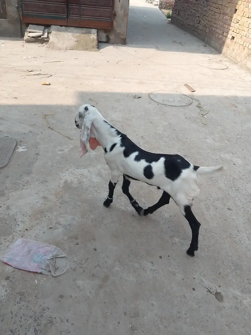 pure breder bkra for sale rabta 03058763622 — photo 4