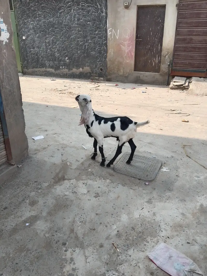 pure breder bkra for sale rabta 03058763622 — photo 5