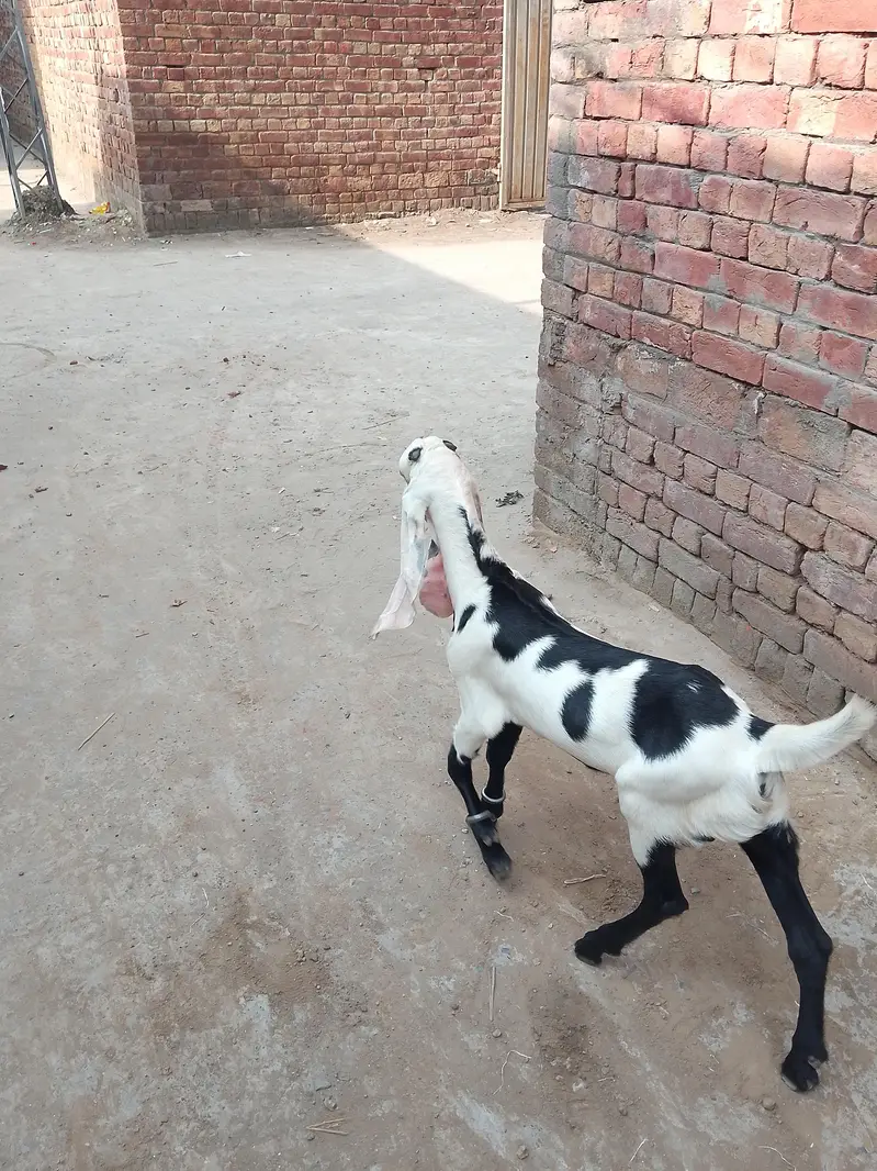 pure breder bkra for sale rabta 03058763622 — photo 6