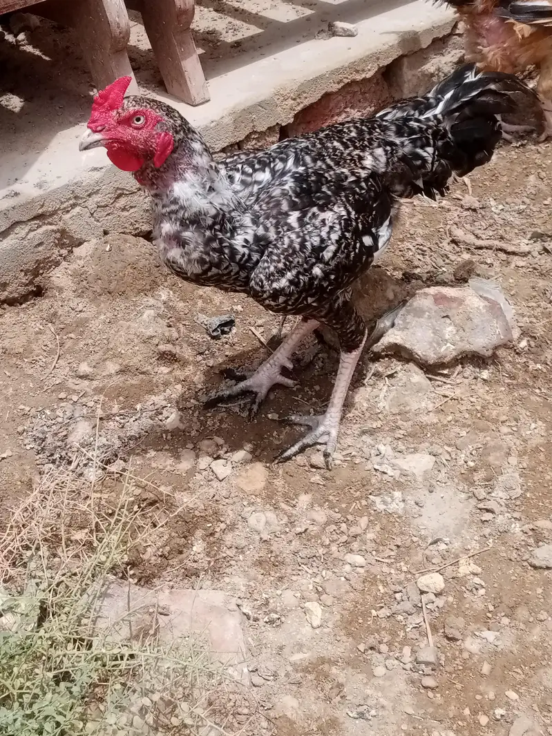 Aseel murgha or murghiyan — photo 3