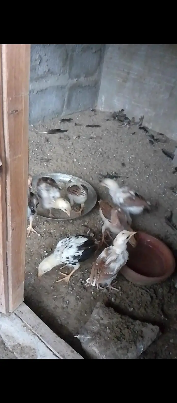 selling aseel chicks — photo 2