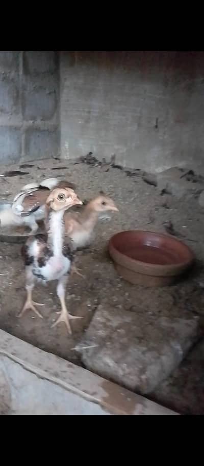 selling aseel chicks