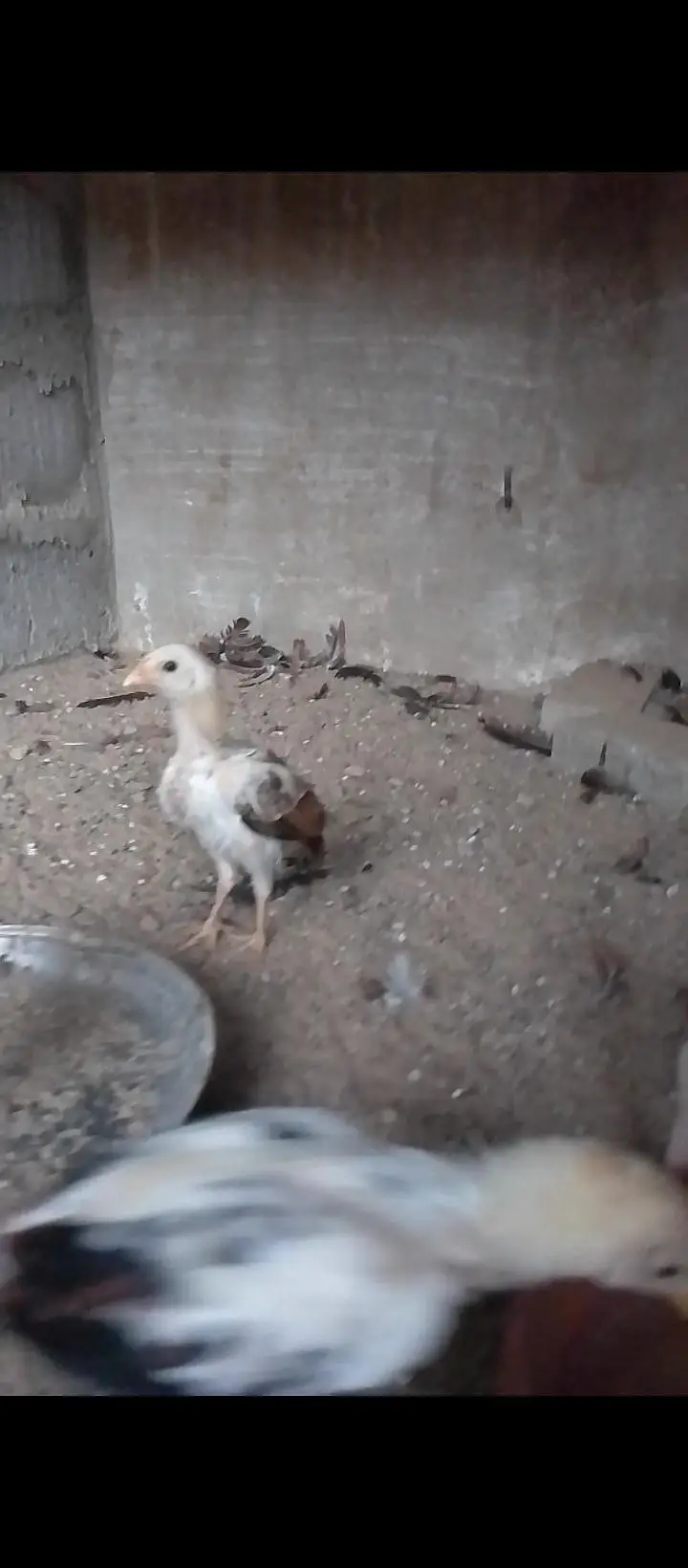 selling aseel chicks — photo 3