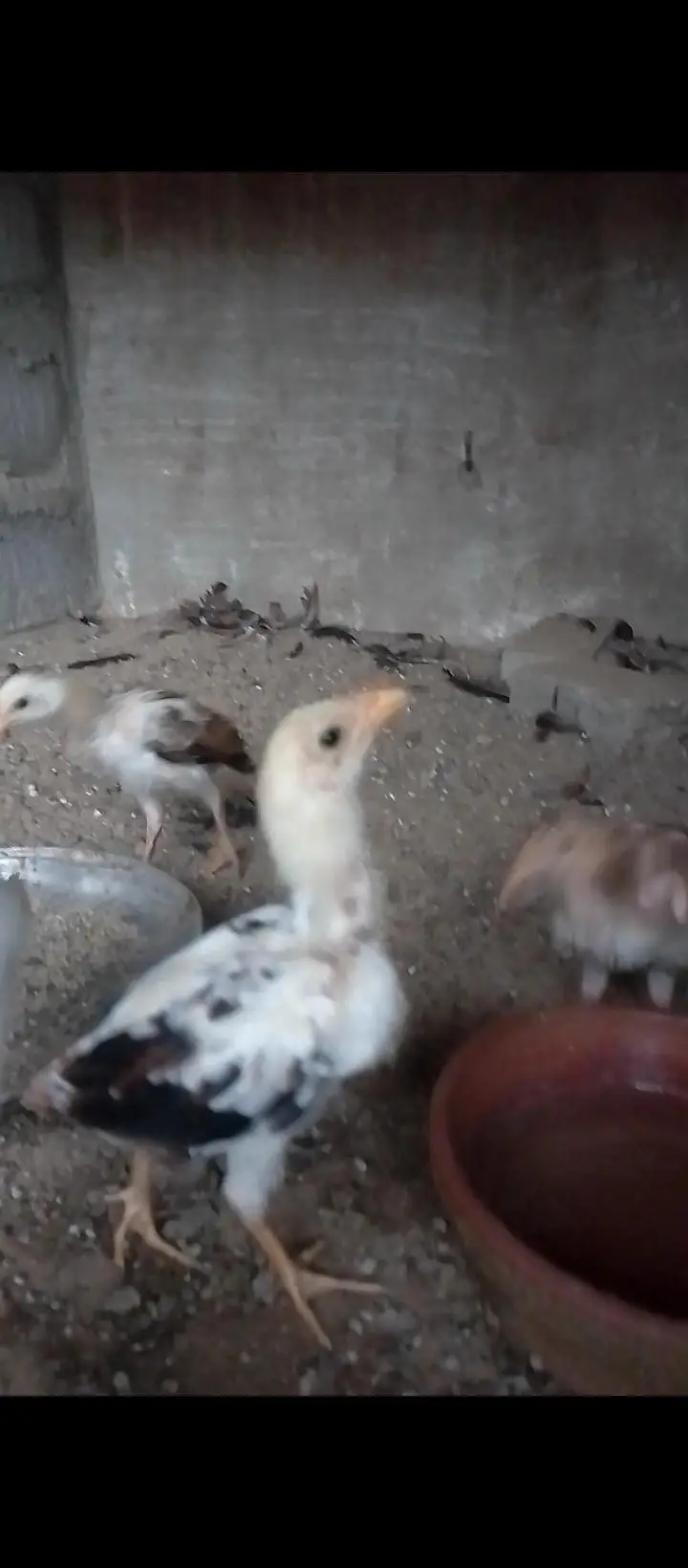 selling aseel chicks — photo 4