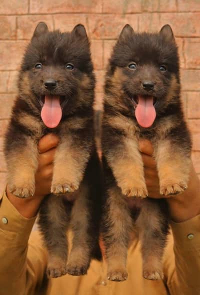 German Shepherd long coat pair i Dogs for sale