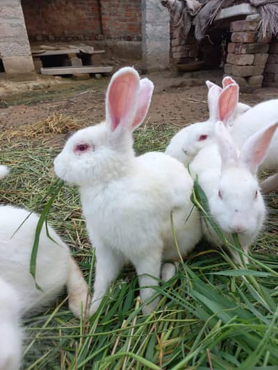 New Zealand white 4.5 kg breed bunny