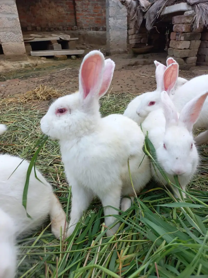 New Zealand white 4.5 kg breed bunny