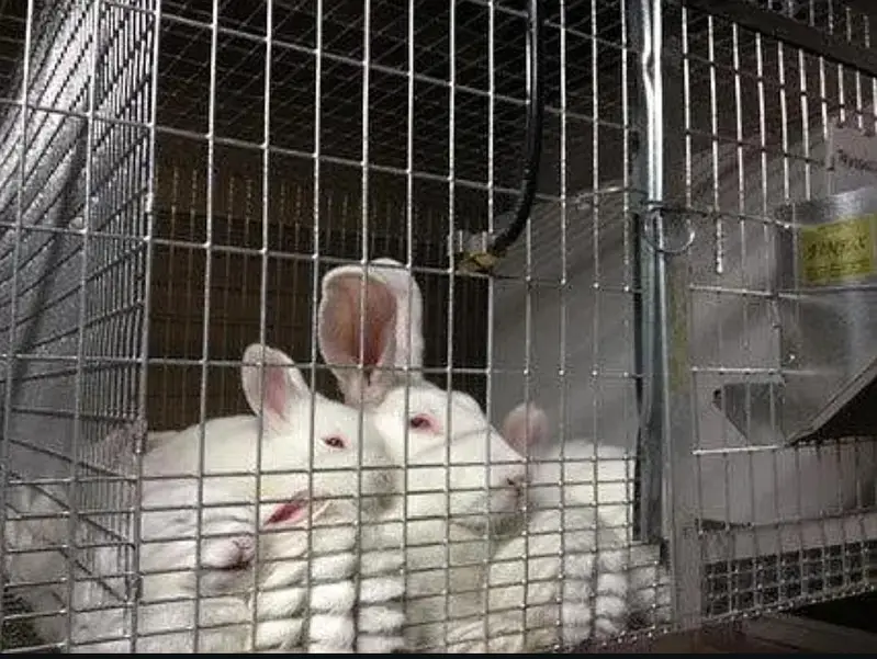 New Zealand white 4.5 kg breed bunny — photo 2