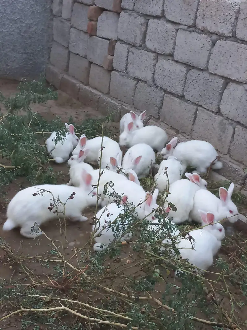New Zealand white 4.5 kg breed bunny — photo 3