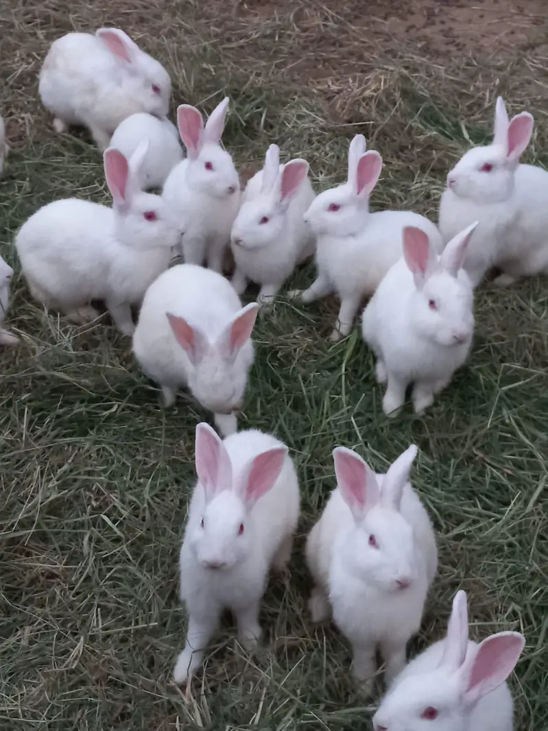 New Zealand white 4.5 kg breed bunny — photo 4
