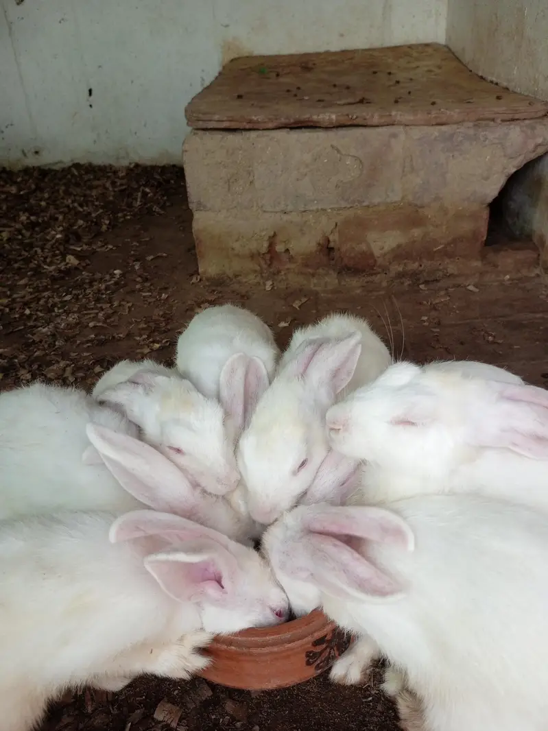 New Zealand white 4.5 kg breed bunny — photo 5